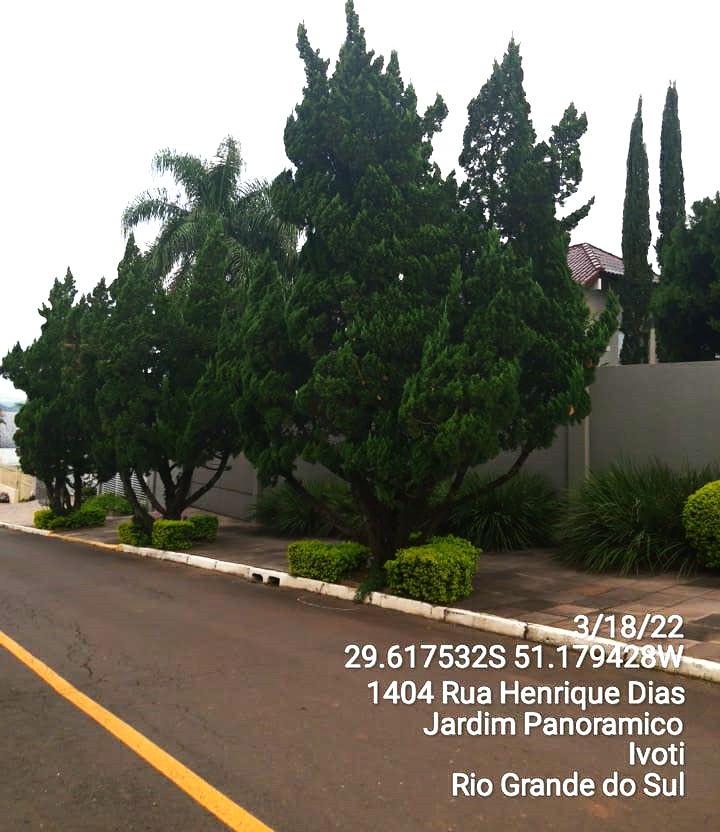 Ciprestes na calçada